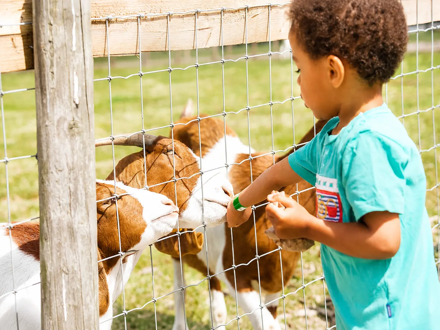 A Curse Breaker meeting a goat at Belvoir Animal Park